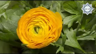 انشودة مولاي صلي و سلم بدون ايقاع 