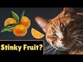 Why Do Cats Hate Oranges