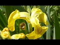 Yellow flag - Iris pseudacorusis