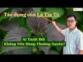 Download Lagu Lá tía tô có tác dụng gì? Ai không nên dùng thường xuyên? Các bài thuốc từ lá tía tô hiệu quả nhất