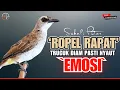 Download Lagu Masteran Trucukan gacor Lanjut Ropel panjang Suara Bagus untuk pancingan trucukan agar bunyi gacor