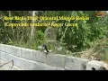 Download Lagu The Birds Chirping In The Trap Cage - Bird Oriental Magpie-Robin| Perangkap Kacer Gacor