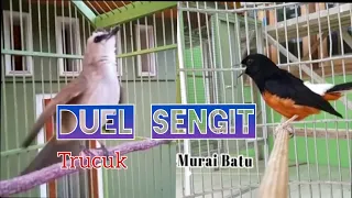 Download trucuk vs Murai batu MP3