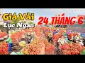 Download Lagu Giá Vải Thiều Phượng Sơn Lục Ngạn Bắc Giang 24 tháng 6, 2025