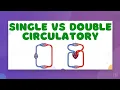 Animal Circulatory Systems Single vs Double Circulatory