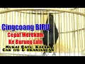 Download Lagu Rekaman Cingcoang Biru Paling Di Cari