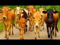 Download Lagu Video of Thousands of Tame Cows Roaming the Streets - Funny Cows, Cows, Dancing Cows, Cow Sounds. 1