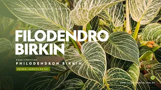 Filodendro birkin