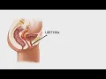 UTI Prevention Tips