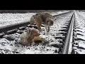 Download Lagu Hero dog saves her injured friend from Railway track | captured by Denis mahafeev|