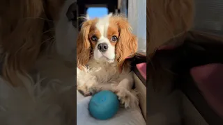 Where’s your toy, Oakley? # cavalierkingcharlesspaniel #puppylove #dog #doglife #puppy