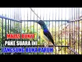 Download Lagu Kolibri kelapa | manggar burung malas bunyi  putar ini pasti langsung buka paruh gacor