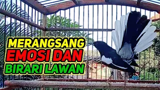 Download terapi pagi cocok buat mancing emosi dan birahi kacer agar cepat bunyi dan gacor MP3