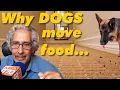 Does Your DOG Move Food to Another Place to Eat Find out why