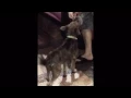 Terrier Mix Puppy For Adoption - 9 Months Ashley from Ch