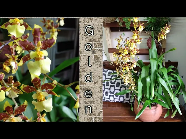 ORQUÍDEA GOLDEN AFTERNOON NO VASO BARRO