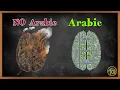Why Neuroscientists Are Telling People to Learn Arabic Arabic101