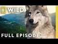 Lagu Wolf Life (Full Episode) | Yellowstone Wolves: Succession | Nat Geo Animals