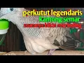 Download Lagu suara perkutut LEGENDARIS KANTONG SEMAR BIKIN MERINDING