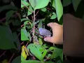 Download Lagu burung apa ? #burung #prukutut#edit #inspiration