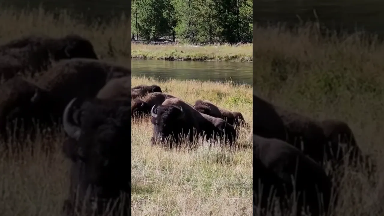 Bison 🦬