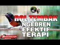 Download Lagu KONIN GACOR ROL TEMBAK NGEBREN EFEKTIF MERANGSANG KOLIBRI NINJA LAIN JADI NEMBAK, MASTERAN KONIN