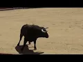 Francis Cabrel - La Corrida - ► Clip VIDEO ►