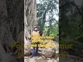 Download Lagu POHON ARA BERUMUR 500 TAHUN DI CANDI MENGGUNG KARANGANYAR