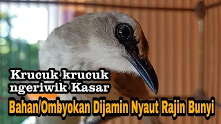 Download Pancingan Joss trucukan NGERIWIK KASAR PALING CEPAT DI RESPON biar trucukmu Rajin Bunyi Gacor MP3