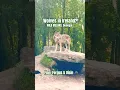 Download Lagu Wolves in Ireland?! Meet the Wolf Pack of Wild Ireland, Donegal 🇮🇪 🐺