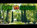 Does ARBORVITAE NEED Sun or Shade