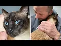Abandoned Siamese Polydactyl Cat Has Paws as Big as His Heart