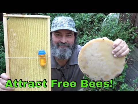 Download MP3 How To Attract Bees To Your Bee Box