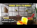 Download Lagu KUPAS TUNTAS TERNAK SIRTU/CIPOH DENGAN KANDANG LOVEBIRD