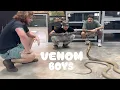 TOP 3 Most VENOMOUS SNAKES in THE WORLD ChandlersWildLife