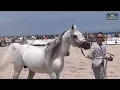 Download Lagu Trapani Arabian Horse Cup 2025   Stallion Presentation 1
