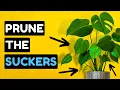 10 Must Do Tricks For The BEST Monstera