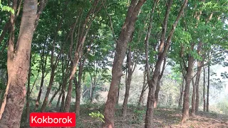 Rubber Lwngo Twikhor Khurna Nango Digging Canal In Rubber Plantation Is Necessary Tripura India 