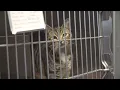 It s National Pet Adoption Weekend Here s where to find deals in and near Atlanta