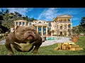 MR MIAGI EL PERRO DE LOS MILLONES U S 10 000 000 AMERICAN BULLY