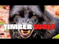 Gray Wolf Pack Life Hunting Power and Why Wolves Matter