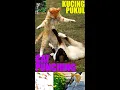 Download Lagu KUCING PUKUL 👊, Cat Punching 😆, cat videos 👓, video lucu ngakak HAHA CAT #shorts