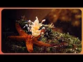 Creatures Of The Deep Coral Reefs and Marine Wildlife 4K Documentary