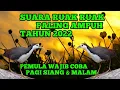 Download Lagu SUARA RUAK RUAK AMPUH | MP3 SUARA RUAK RUAK | FULL 1 JAM TANPA JEDA