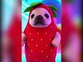 Pibble Dancing - Milky
