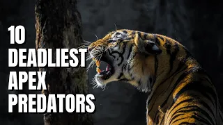 Top 10 Most DANGEROUS Apex Predators