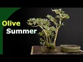 Repotting Pruning Olive bonsai in Summer