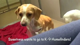 8 Lucky Shelter Dogs Rescued by K-9 Homefinders in Albany Oregon