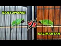 Download Lagu CUCAK IJO BANYUWANGI VS KALIMANTAN !! NGETREK ADU TEMBAKAN PAS BUAT MENAIKAN EMOSI