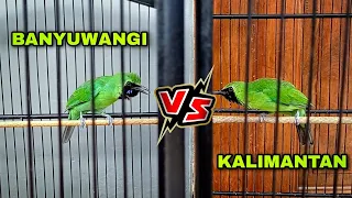 cucak ijo banyuwangi vs kalimantan ngetrek adu tembakan pas buat menaikan emosi